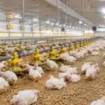 Mercado de frango tem oferta alta no Brasil, mas exportação segura o resultado