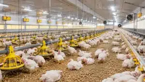 Mercado de frango tem oferta alta, mas exporta