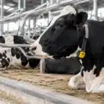 Monitoramento do cio eleva prenhez em até 12 pontos