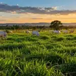 Novas forrageiras podem render até R$ 3 mil a mais por hectare na pecuária