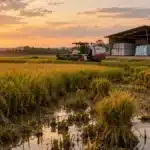 Preço do Arroz Chega a R$ 80 por Saca no Brasil