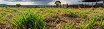 Transição de Clima no Pasto: Como Manejar a Rebrota