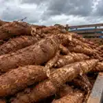 Chuvas reduzem a oferta de mandioca e esvaziam estoques de fécula e farinha