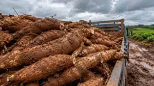 Chuvas reduzem a oferta de mandioca e esvaziam estoques