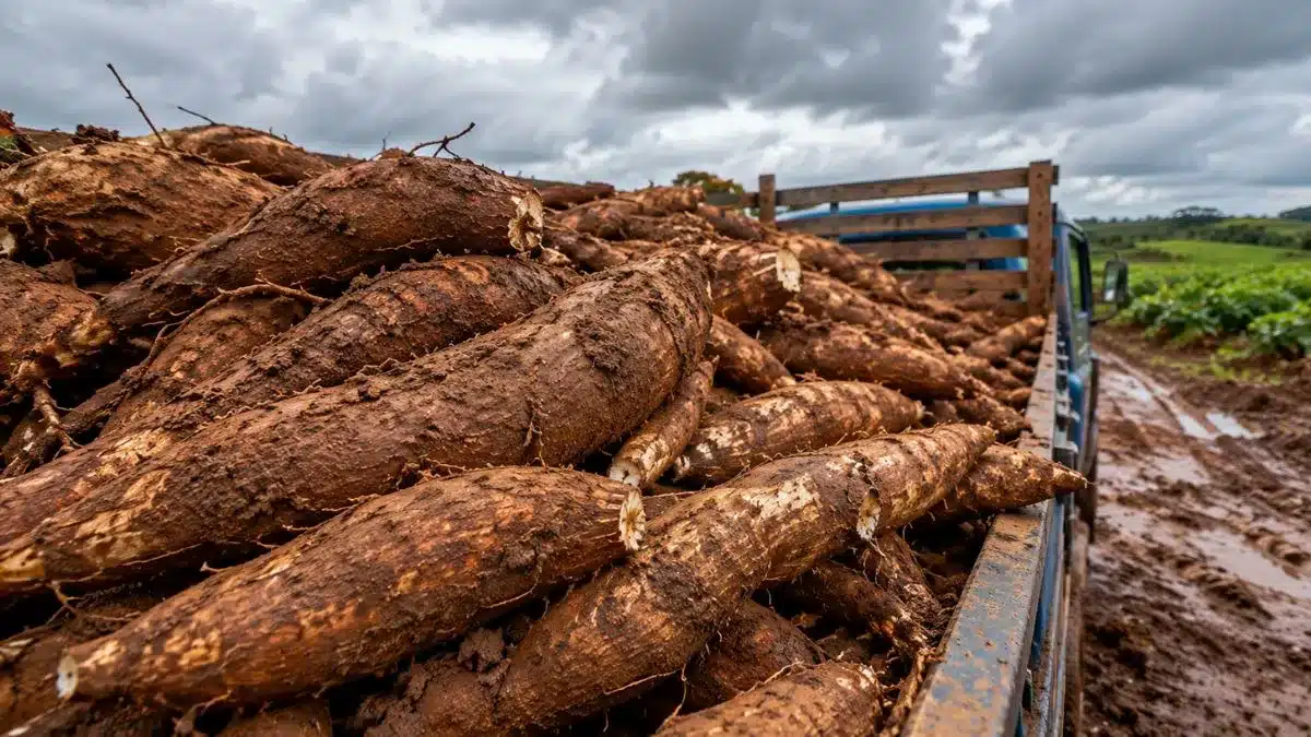 Chuvas reduzem a oferta de mandioca e esvaziam estoques
