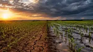 El Niño 2026/27: orientações da Embrapa por região
