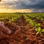 Safra 2026/27: El Niño, atraso da chuva e quando plantar