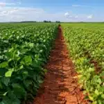 Escolha da cultivar: por que a mesma semente rende diferente em cada lavoura