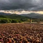Exportação de café do Brasil atinge maior volume em 20 meses, mas a qualidade preocupa