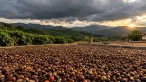 Exportação de café cresce em setembro, mas qualidade preocupa