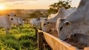 Nutrição sem ionóforos: Cargill lança Probeef Europa
