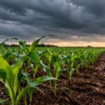 Plantio do milho verão chega a 36% no Brasil, mas o clima reduz a qualidade das lavouras no Paraná