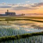 Preço do arroz em casca recua no Rio Grande do Sul com menos demanda e mais oferta